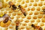 ¿Cómo saber si la miel es realmente de abeja?