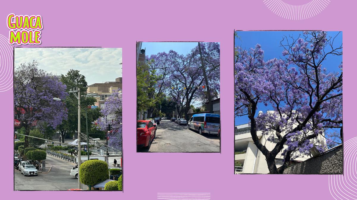 Flor de Jacaranda CDMX. | Si alguna vez te haz preguntado de donde vienen los árboles de jacaranda que adornan la ciudad aquí re lo contamos (Fuente: Sofía Semán).