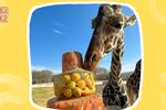 ¿Cómo reconocer a Benito en Africam Safari? ¡No confundas a la famosa jirafa!