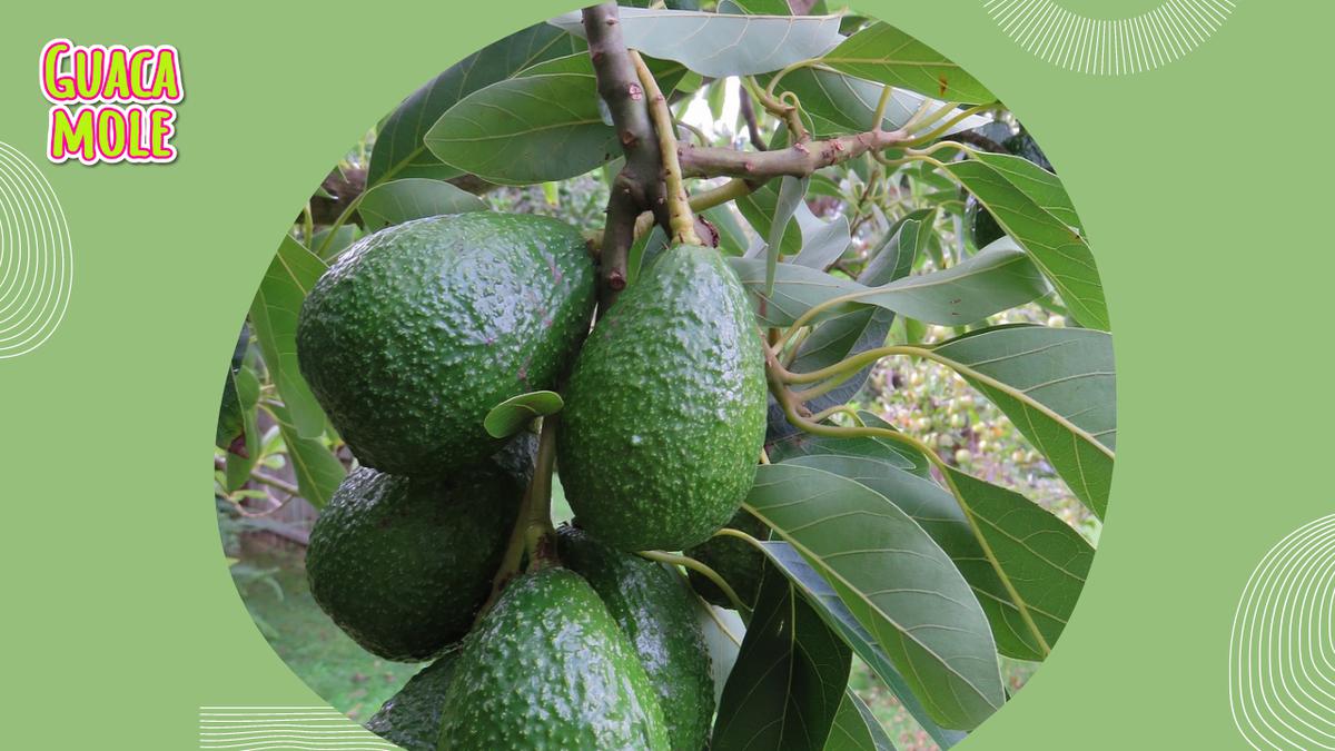 Árbol frutal | Fabrica un fertilizante natural que potenciará la producción de frutos (Pixabay).
