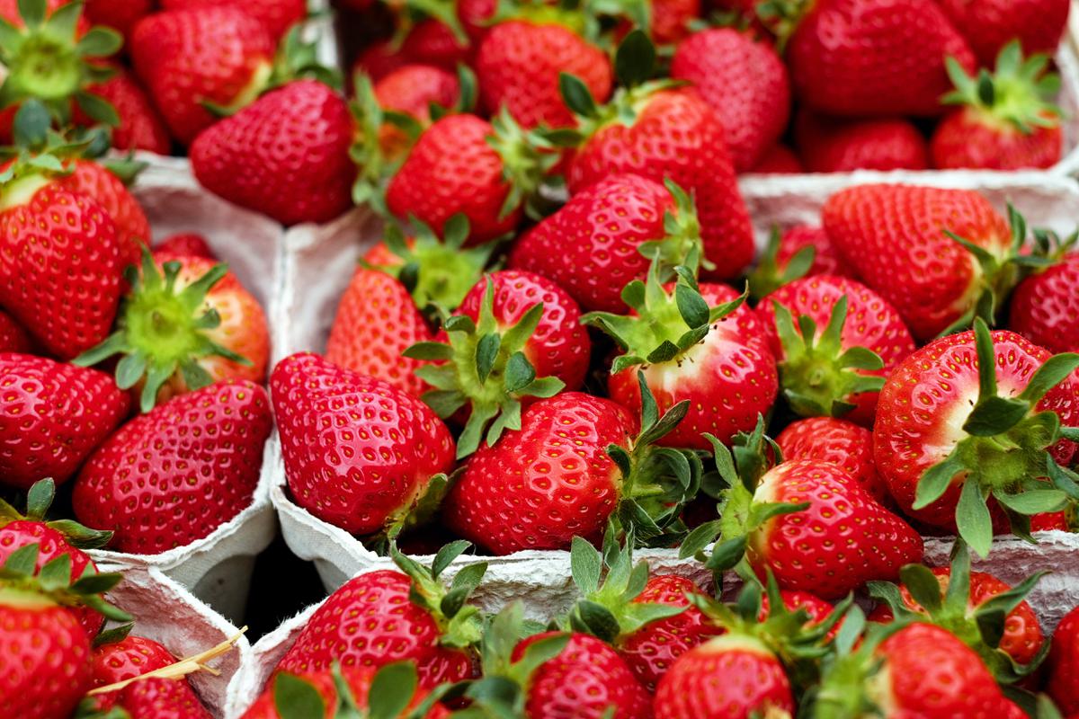 Fresas sabrosas | Sigue estos consejos y disfruta de unas deliciosas fresas con crema, y si te encantan puedes hasta venderlas.