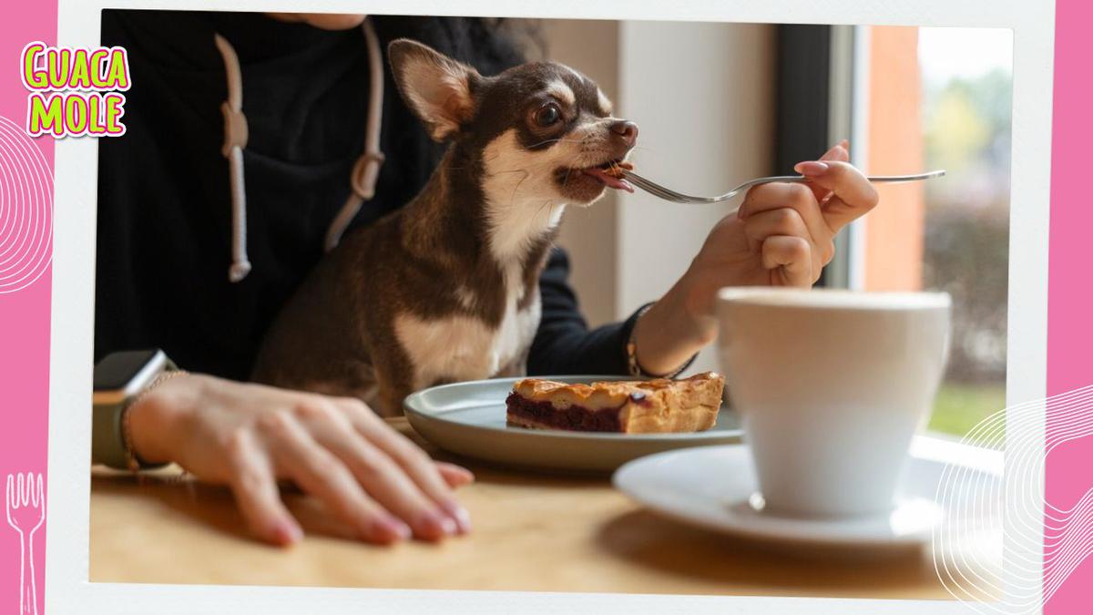 En este restaurante de la cdmx podrás llevar a tu perrito | En este restaurante vivirán tanto tú como tu perrito una gran experiencia culinaria. (Freepik)