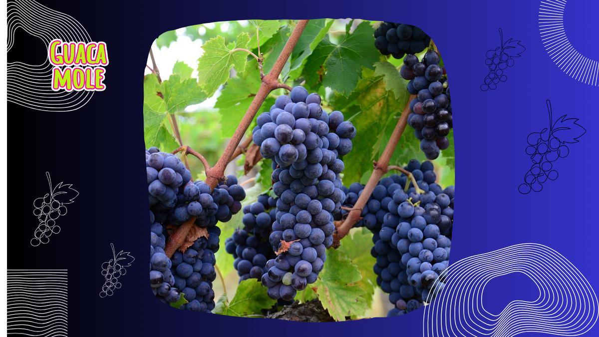 Uvas | Consigue al mejor precio las uvas para el ritual de Año Nuevo (pixabay.com).