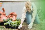 Conoce las frutas, verduras y hierbas para iniciar tu huerto en casa