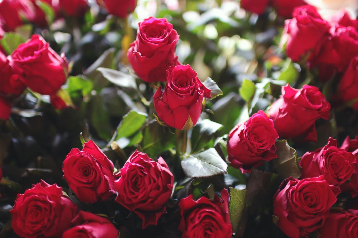 San Valentín | Consigue el mejor regalo en estas tiendas y a poco precio
(Fuente: Pexels)