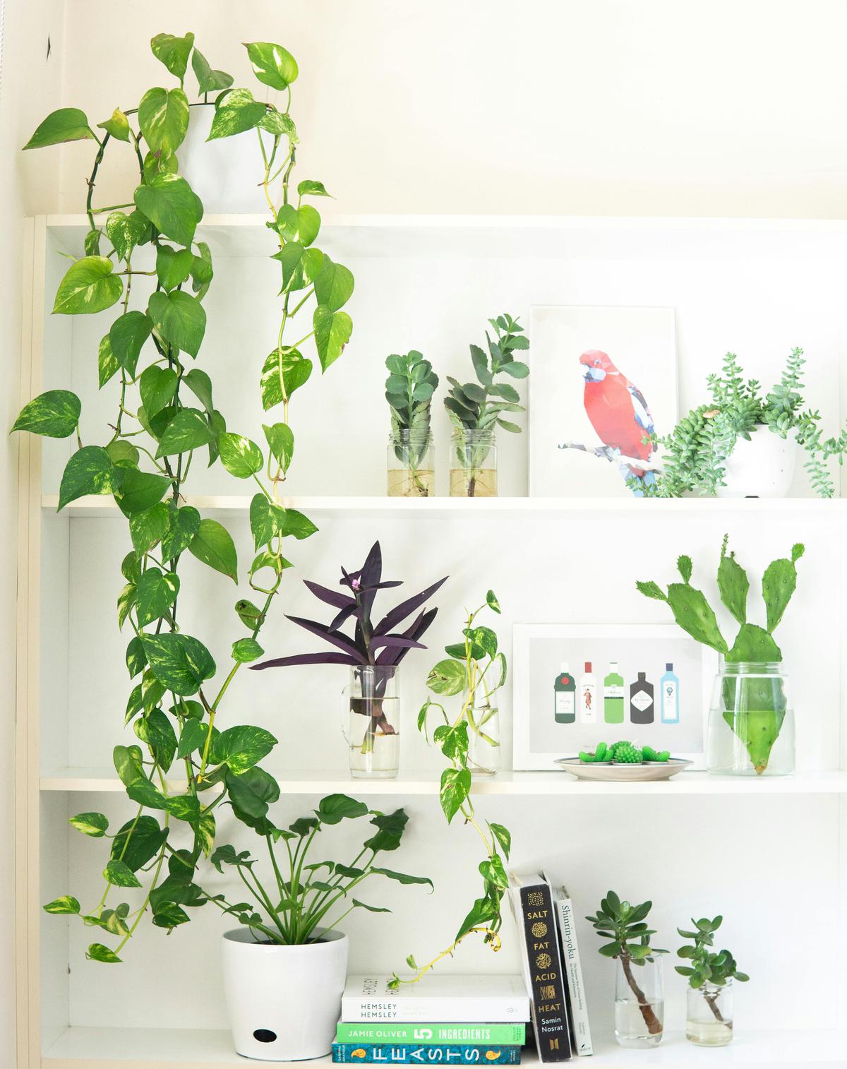 Plantas para interiores | Las mejores opciones para decorar tu casa
(Fuente: Pexels)