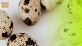¿Huevos de Codorniz? Pequeños pero poderosos alimentos medicinales