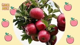 Los beneficios para la salud de comer manzanas diariamente