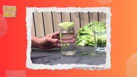 Conoce las verduras y plantas de especias que puedes cultivar con un vaso de agua
