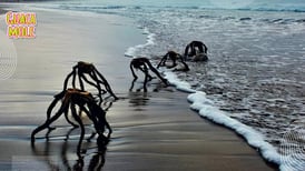 ¡¿Criaturas extrañas saliendo del mar?! te decimos qué son estas especies