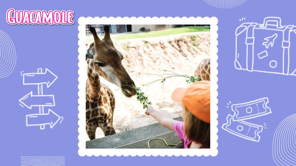 En el balneario estrella podrás alimentar jirafas | En este balneario además de poder alimentar jirafas, podrás disfrutar de sus aguas termales. (Freepik)