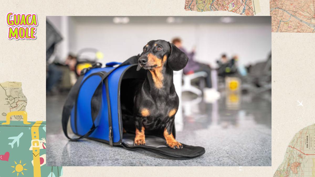 Viaja con tus mascotas sin preocupación. | Sigue estos 5 consejos importantes antes de abordar el avión juntos. (Pexels)