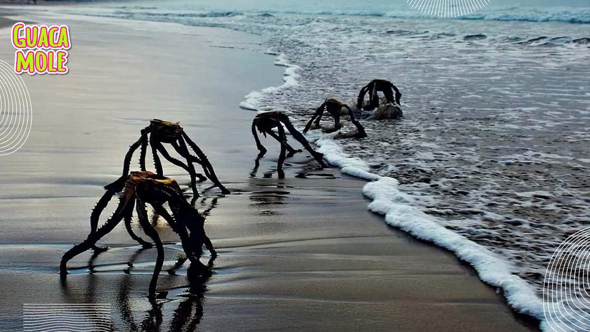 "Criaturas extrañas" saliendo de una playa. | ¡No es de miedo! te explicamos qué son las cosas que salen de este mar. (Especial: Myrtle Philbeck/Facebook).