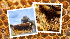 Visita el santuario de las abejas en CDMX y aprende sobre su cultura y cuidado