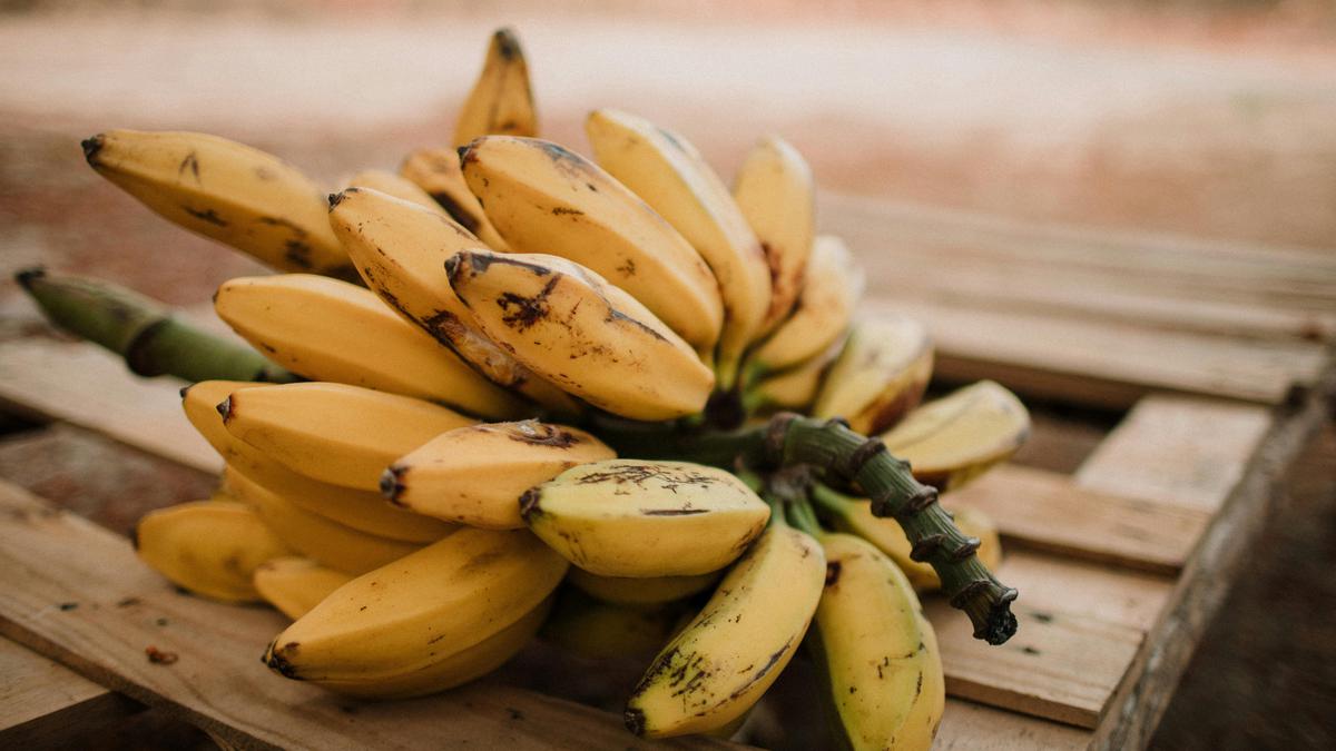 Plátanos | Aprende a plantarlos en tu hogar
(Fuente: Pexels)