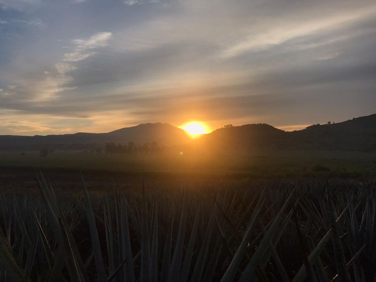 Plantíos de agave cerca del Volcán del Tequila. | Conoce los mejores paisajes de agave tequilero en San Juanito de Escobedo. (Especial: Axl Eduardo Rosales Rodríguez).