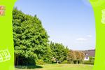 Los árboles que deberías comprar para tener sombra afuera de tu casa