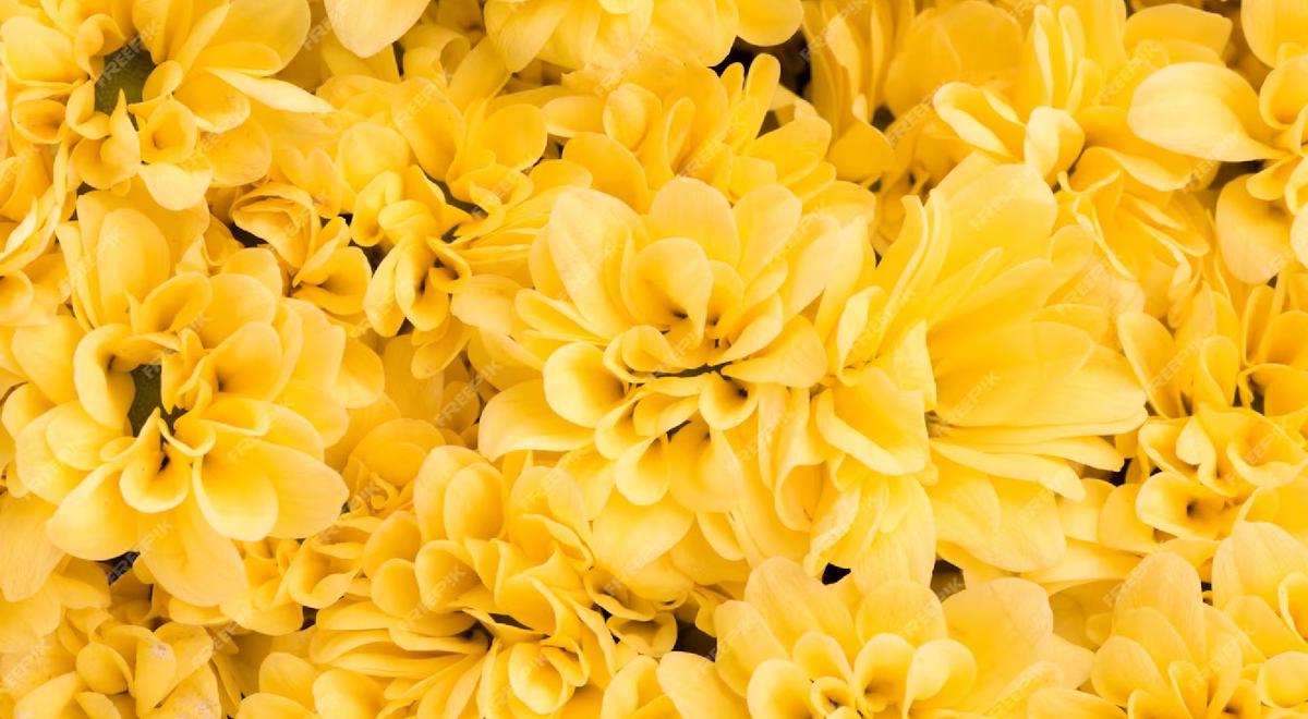 Flores de color amarillo | Regalar flores amarillas se volvió tendencia en México hace unos años. (Freepik)