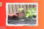 Conoce las verduras y plantas de especias que puedes cultivar con un vaso de agua