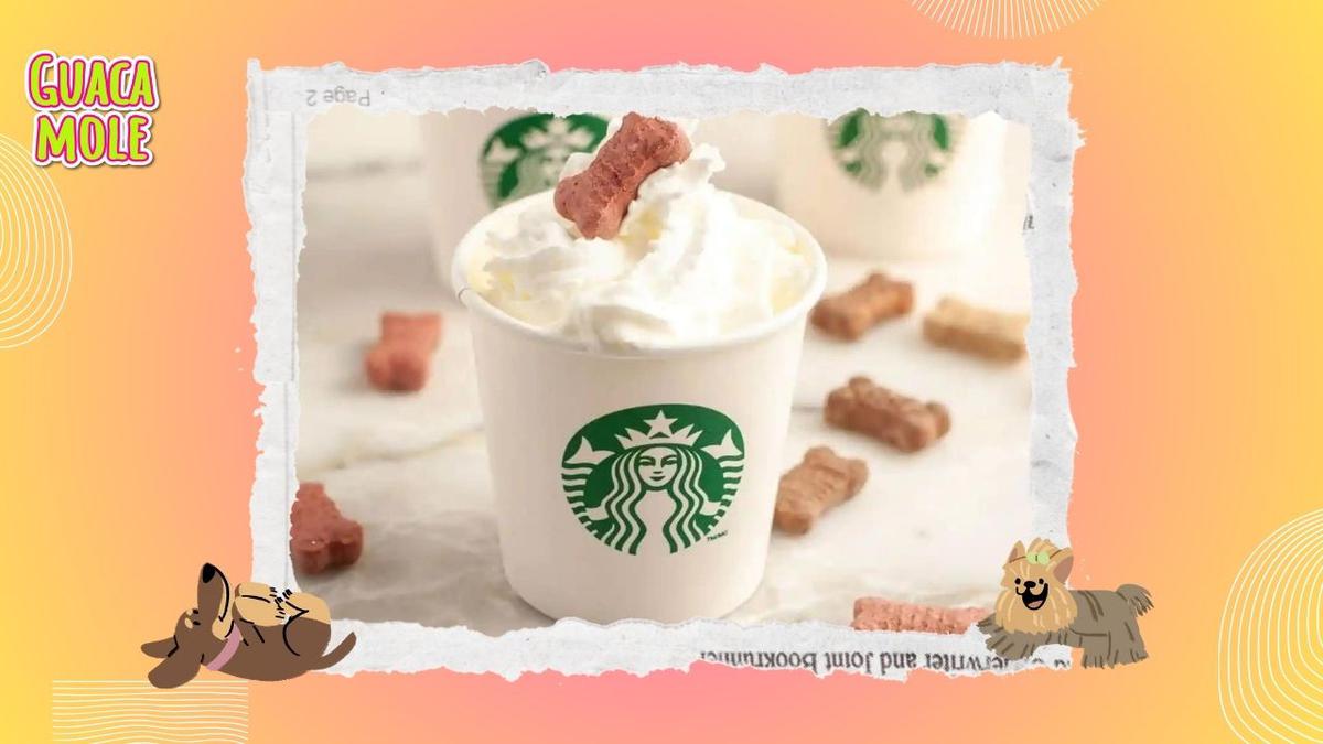 Puppuccino de Starbucks. | Consiente a tu lomito con esta opción que Starbucks tiene para ti. (Especial: Starbucks).