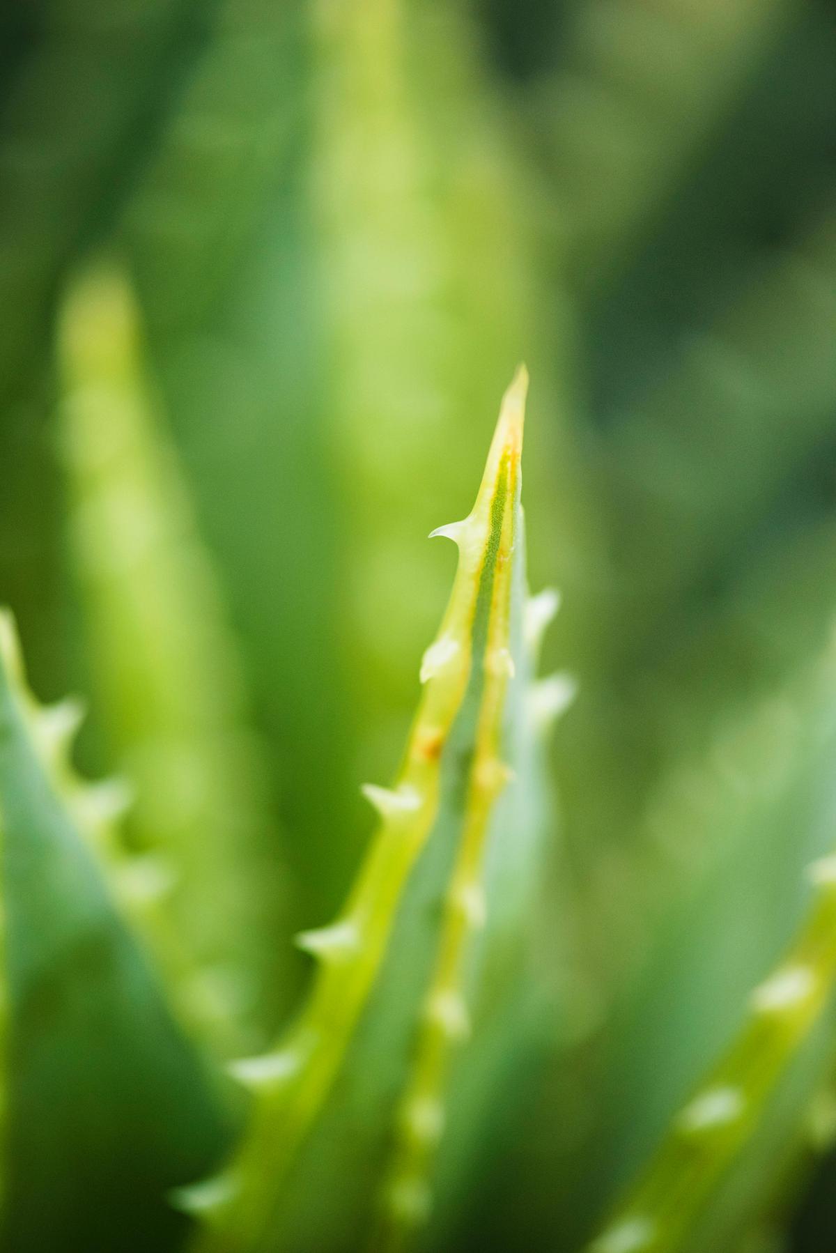 Aloe vera | Esta planta te ayudará a plantar plátanos (Fuente: Pexels)