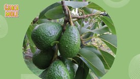 2 Ingredientes de cocina que ayudarán a tu árbol de aguacate a dar frutos enormes