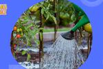 El método definitivo para regar tu jardín sin estar en casa ¡Que no se sequen tus platas!