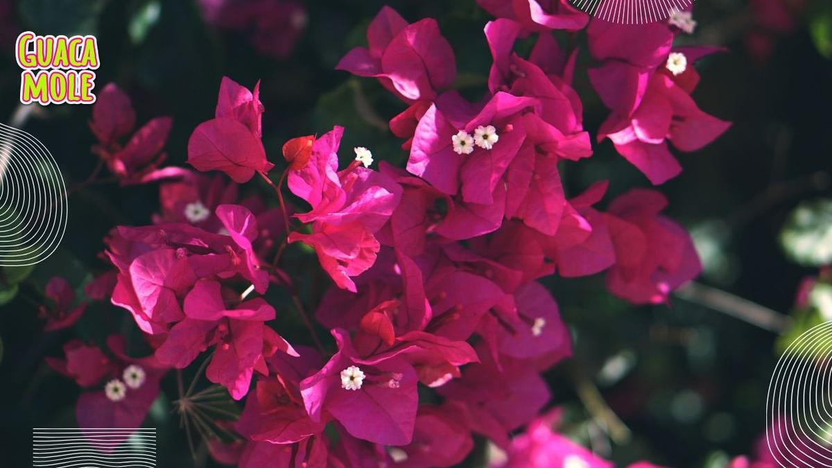 Buganvilias. | Descubre de dónde vienen estas maravillosas plantas con flores coloridas y hermosas. (Canva).