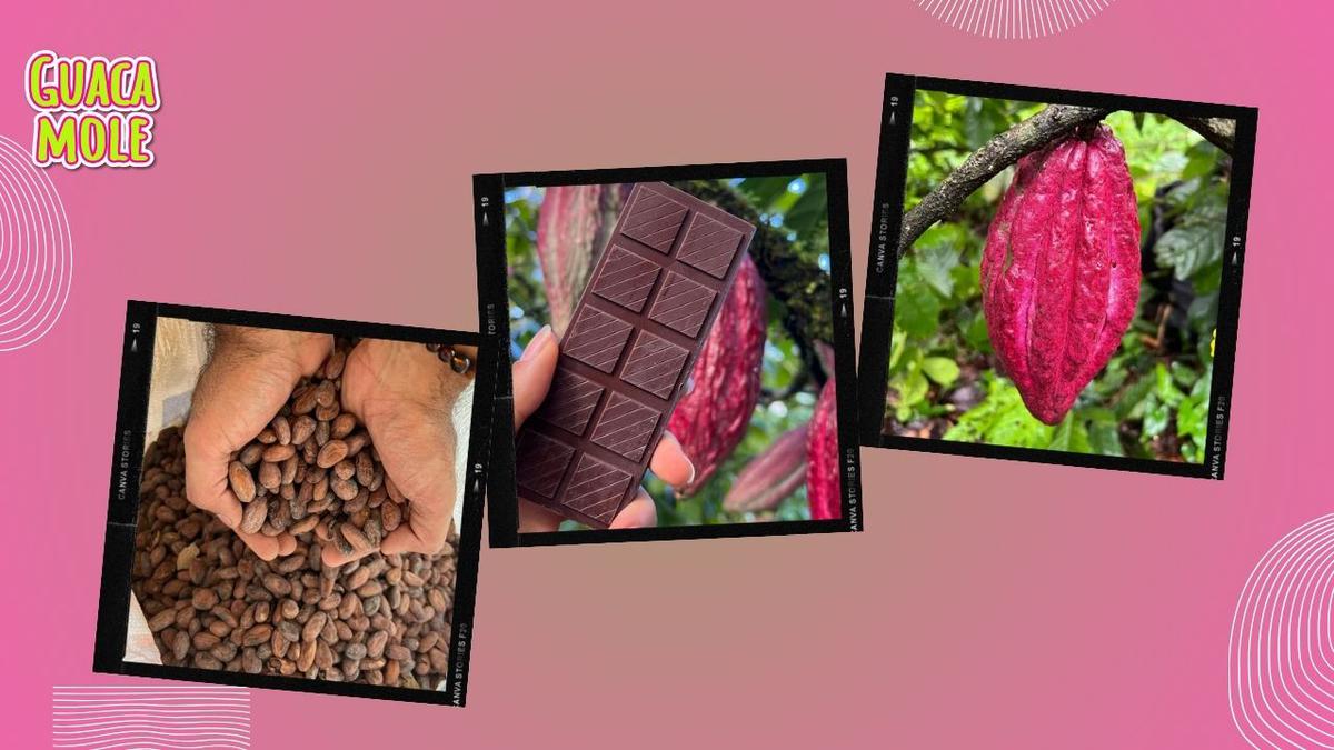 Todo Cacao. | Aviéntate a descubrir el proceso del cacao chiapaneco desde cero y fascinarte con su sabor. (Especial: @tancacao).