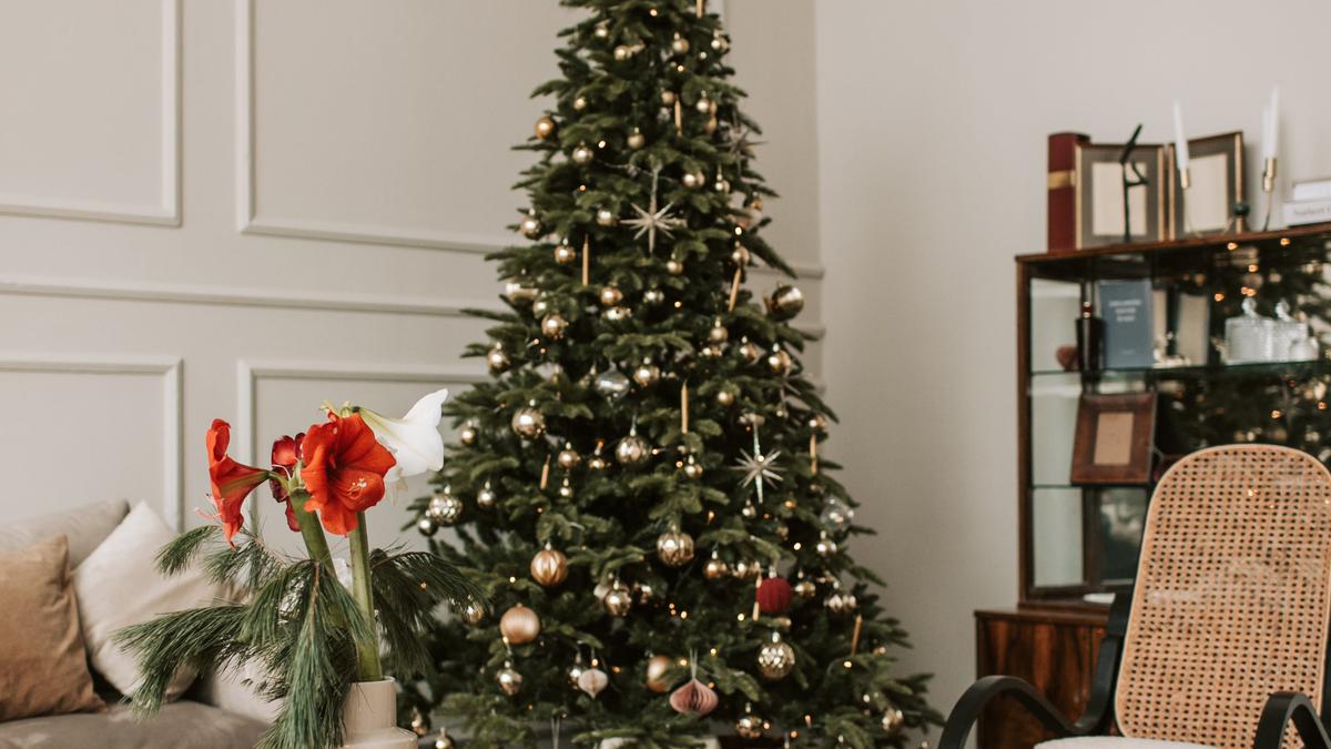 Dos sitios para encontrar el mejor árbol para esta Navidad. | Ubicados en CDMX, son opciones muy recomendadas para estas fiestas. (Fuente: Pexels).