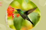 ¡Conoce el paso a paso de la preparación de néctar para colibríes y aliméntalos!