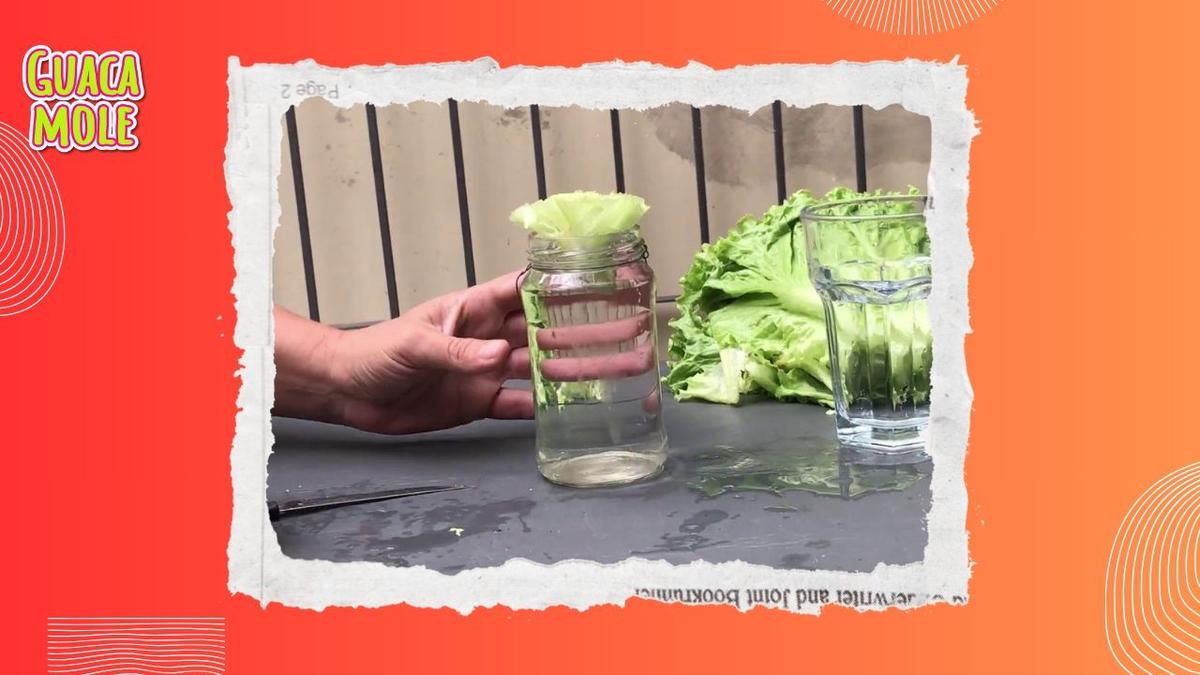 Huerto en vasos de agua. | Te decimos qué opciones puedes plantar en tu casa para armar tu huertito con un solo vaso de agua. (Especial: El Huerto de Claudia).