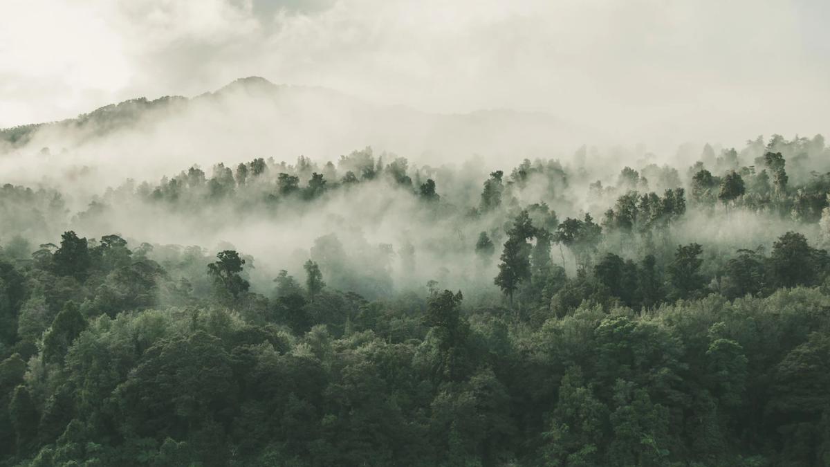 Bosque El Hiloche del pueblo mágico de Hidalgo. | La neblina cubre unas partes de este hermoso bosque. (Freepik)