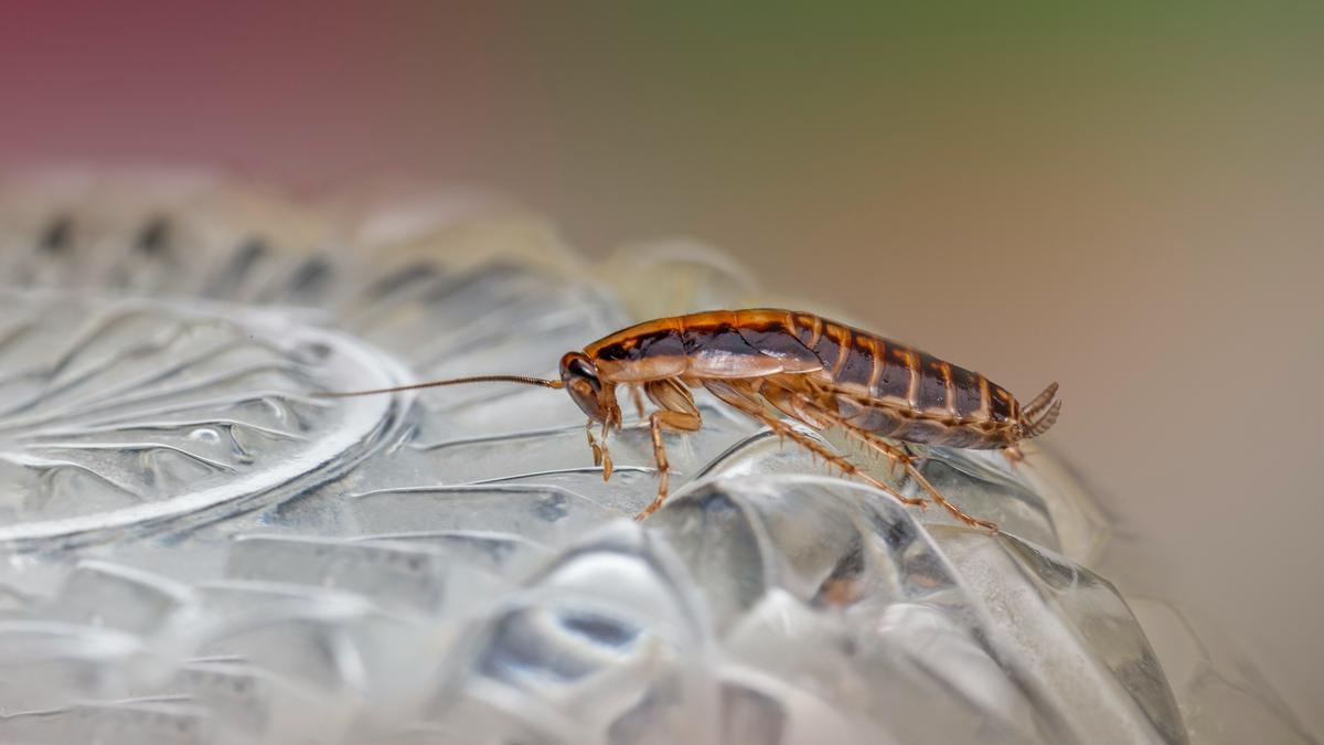 Insectos poco higiénicos | Encontrar cucarachas en un restaurante es muy perjudicial para el lugar