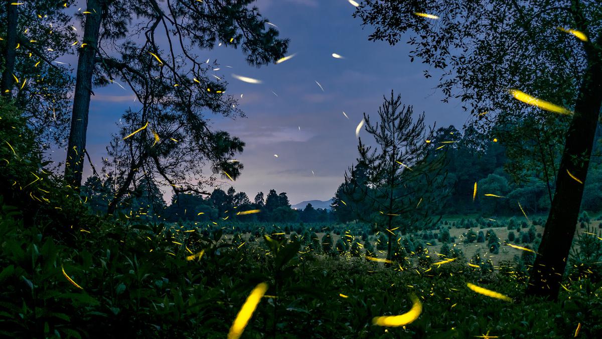 Bosque Esmeralda | El espectáculo nocturno de luciérnagas es, sin dudas, la mejor atracción de este campamento.