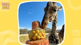 ¿Cómo reconocer a Benito en Africam Safari? ¡No confundas a la famosa jirafa!