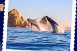 Enero: el mejor mes para ver ballenas jorobadas en Los Cabos