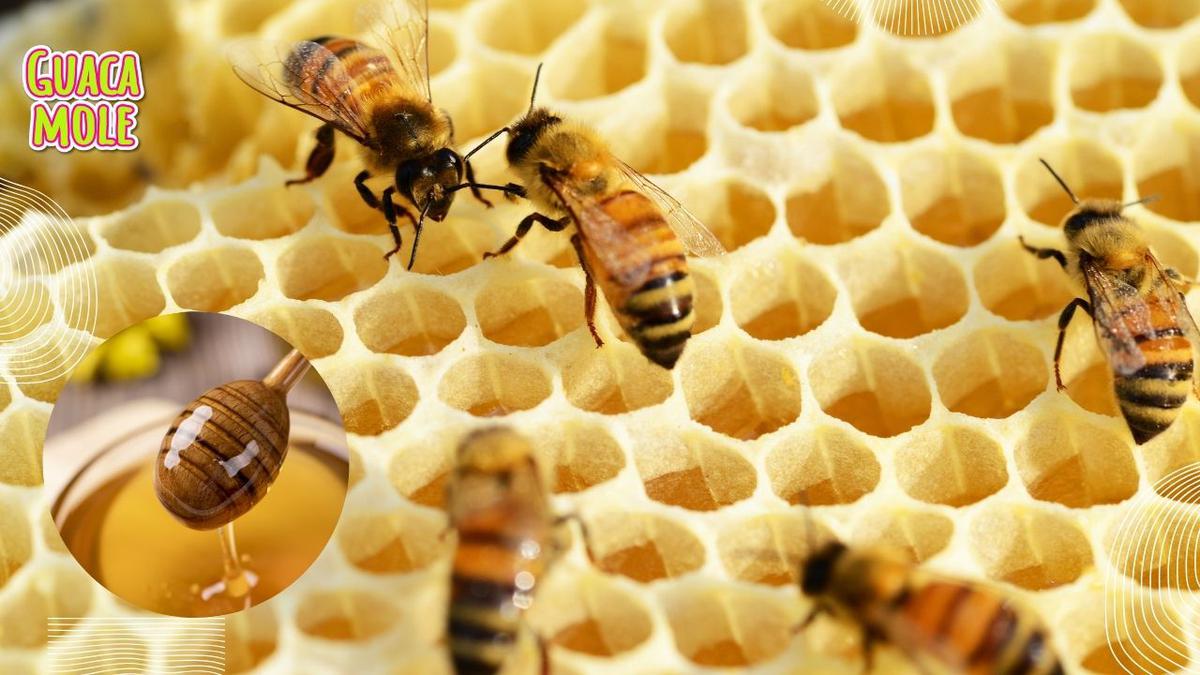 Miel de abeja. | Te decimos cómo diferenciar una auténtica miel de abejitas y no de jarabe de maíz. (Canva).