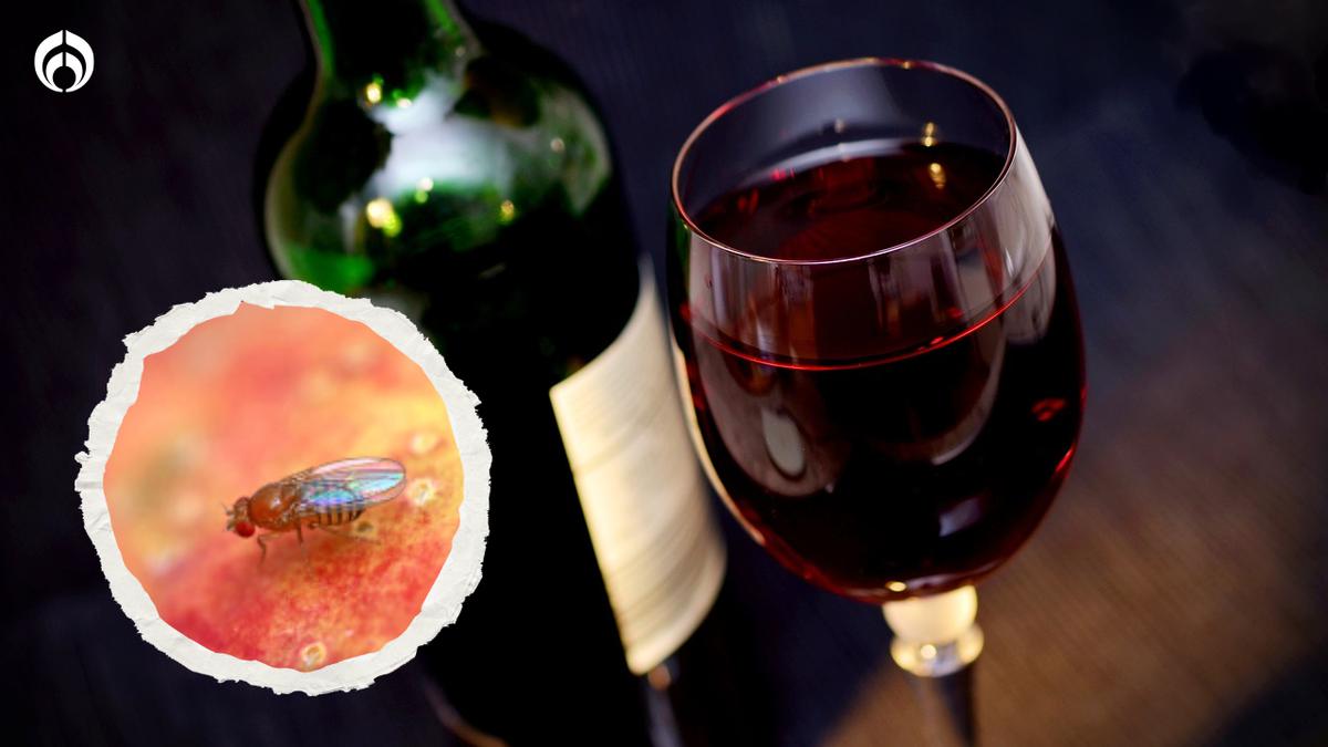 Especial con Pixabay | ¿Qué hacer si un mosquito de fruta cae en tu vino? ¿Lo bebes de todas formas o buscas una solución creativa para salvar tu copa?