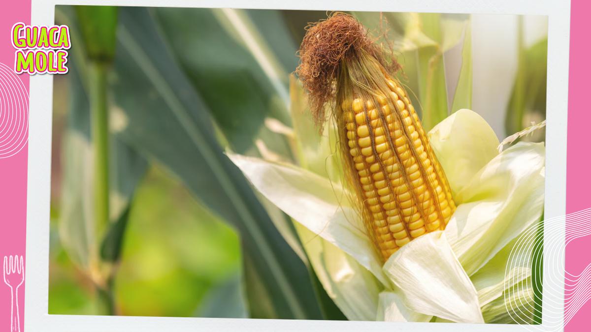 Maíz transgénico | De acuerdo con estudios, el maíz genéticamente modificado es dañino para la salud. (Freepik)