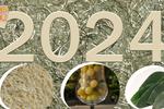 Empieza el 2024 con el pie derecho: rituales de Año Nuevo que puedes comer