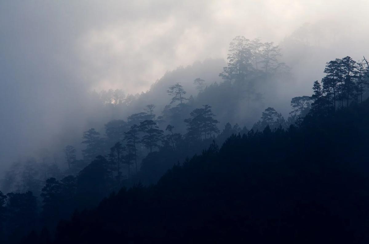 Real del Monte | Disfruta de una caminata en el bosque de pinos que se encuentra en las orillas del pueblo. (México desconocido)