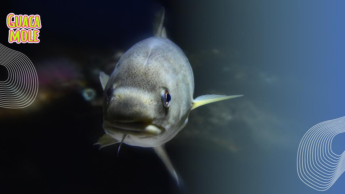 Bacalao. | Descubre cómo este pescado se convierte en el protagonista de las festividades. (Pixabay)