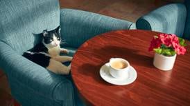 Conoce Catfecito: la cafetería de la CDMX donde puedes desyunar con michis (y hasta adoptarlos)
