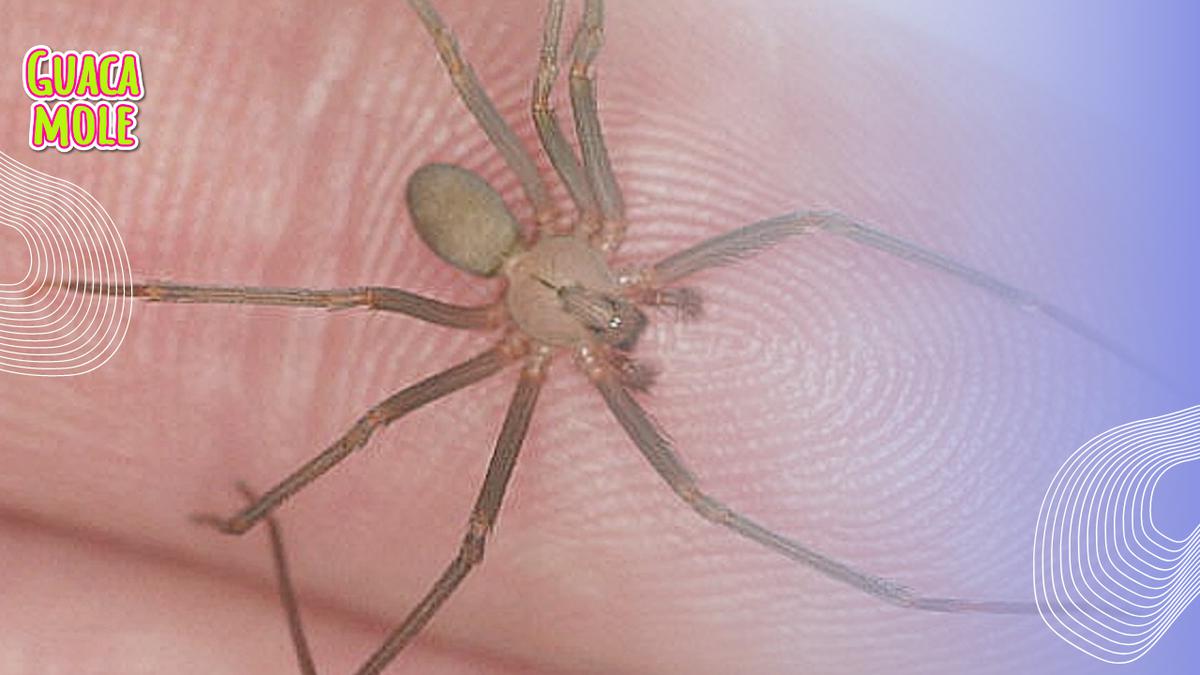 Araña violinista telaraña | La araña violinista es una especie nocturna que se adapta a cualquier ecosistema. (GOBMX)