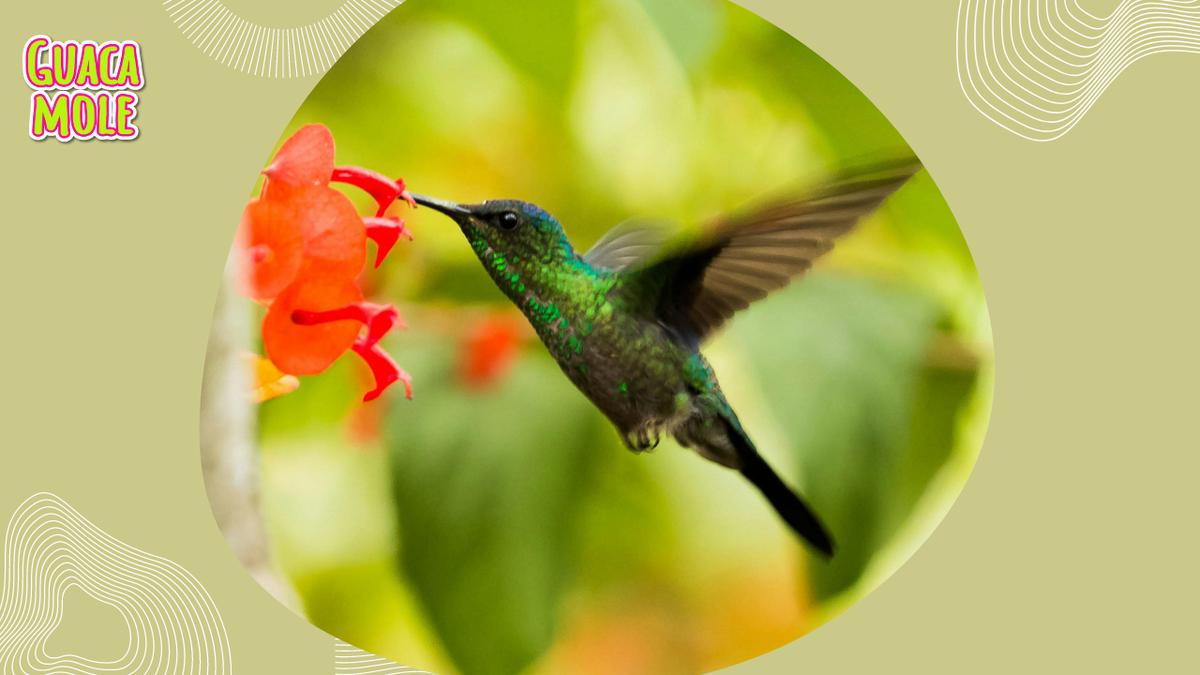 Colibrí en un jardín | Descubre cómo alimentar a los colibríes para que visiten tu hogar (Pexels).