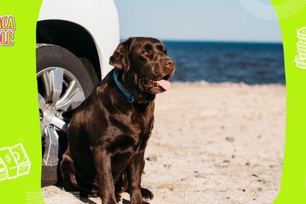 El repelente casero para que los perros no se orinen en las llantas de tu carro