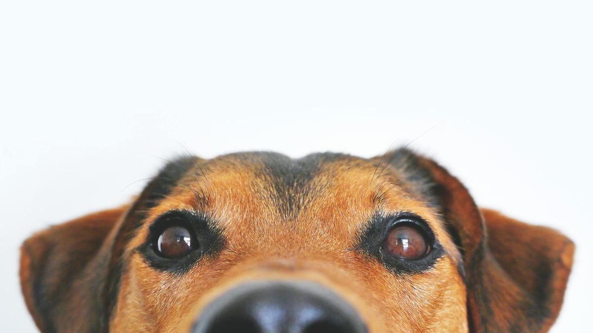 Perro | Dale a tu mascota este refrescante postre
(Fuente: Pexels)