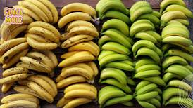 ¿Cuál es la diferencia entre el plátano y el plátano macho?