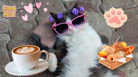 ¡A celebrar el Día del Gato! en estos lugares de la CDMX puedes tomar café y convivir con michis